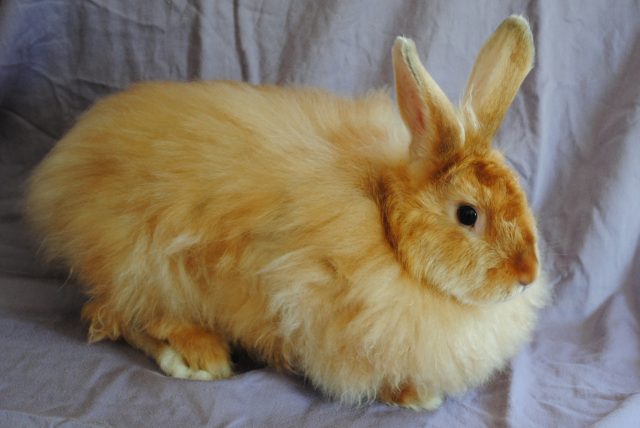 Satin Angora rabbit