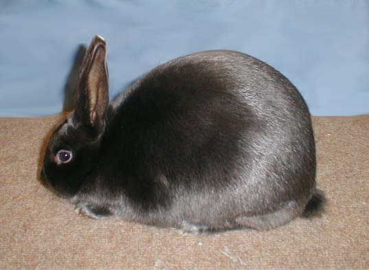 Satin rabbit