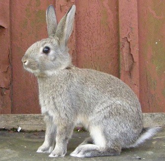 Swedish Hare