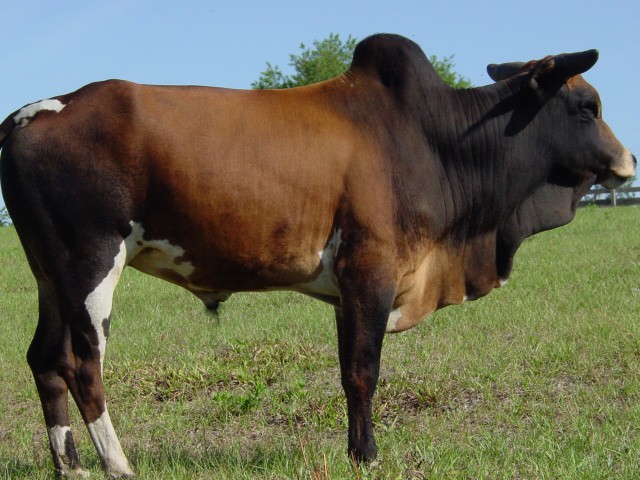 Zebu