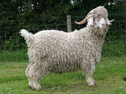 Angora goat