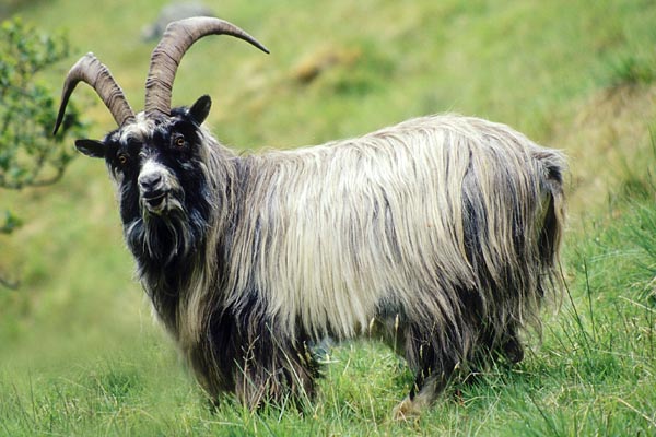 Australian Cashmere goat