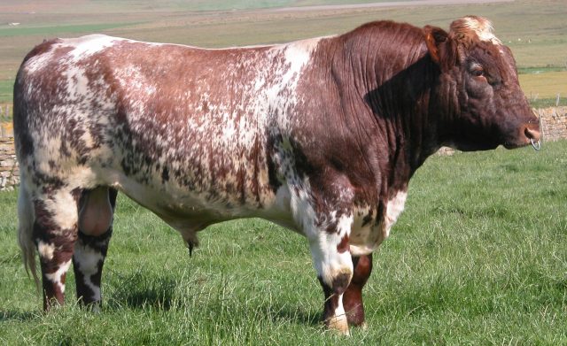Beef Shorthorn cattle