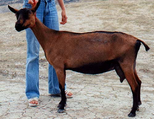 Belgian Fawn goat