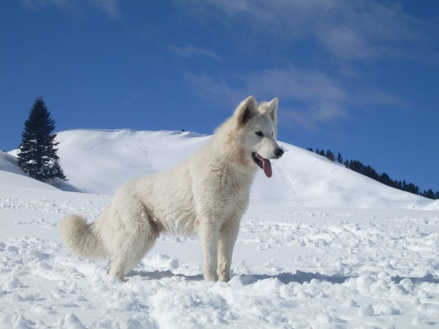 Berger Blanc Suisse