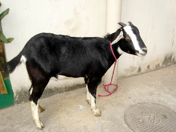 Black Bengal goat