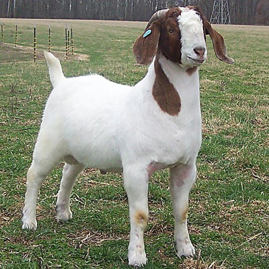 Boer goat