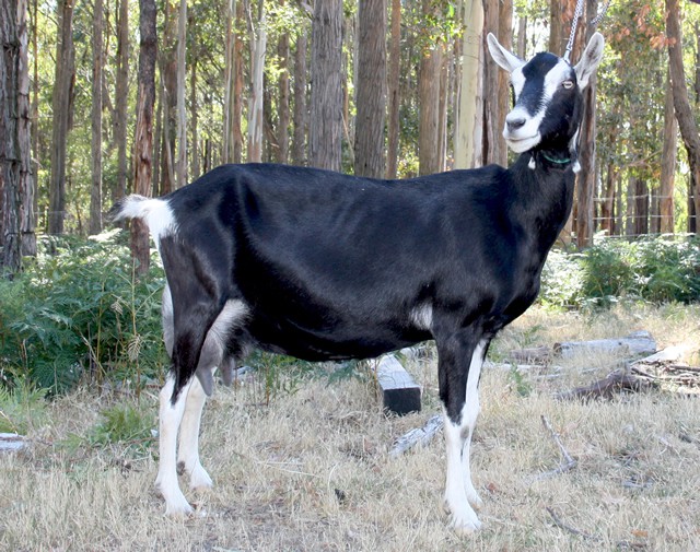 British Alpine goat