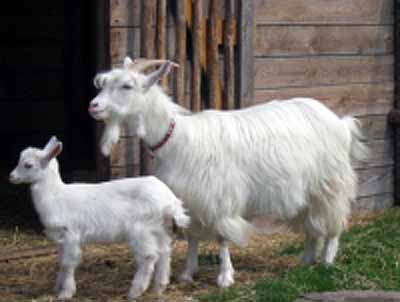 Carpathian goat