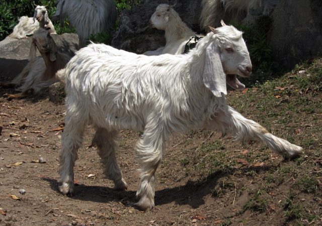 Chamba goat