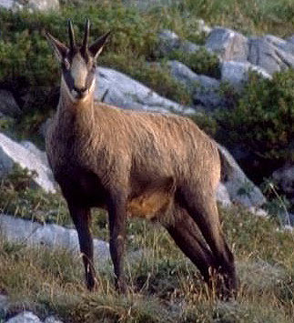 Chamois Coloured goat