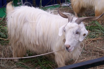 Changthangi goat