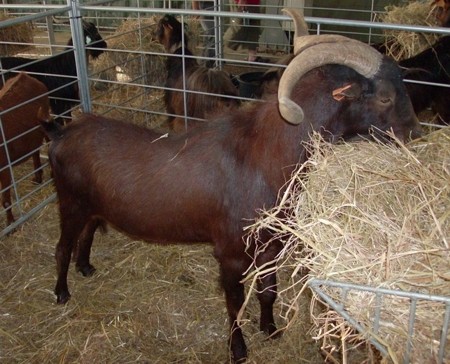 Charnequeira goat
