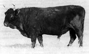 Chinese Mongolian cattle