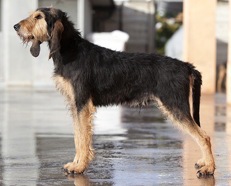 Coarsehaired Italian Hound