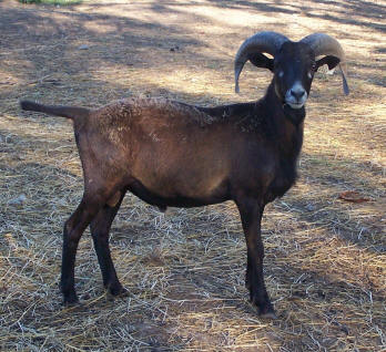 Corsican goat