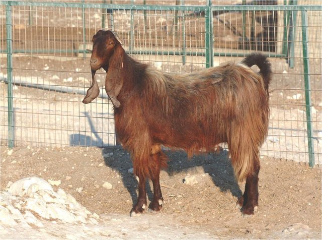 Damascus goat