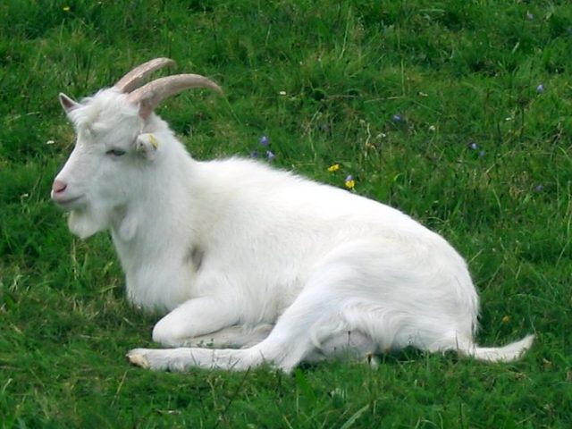 Danish Landrace goat