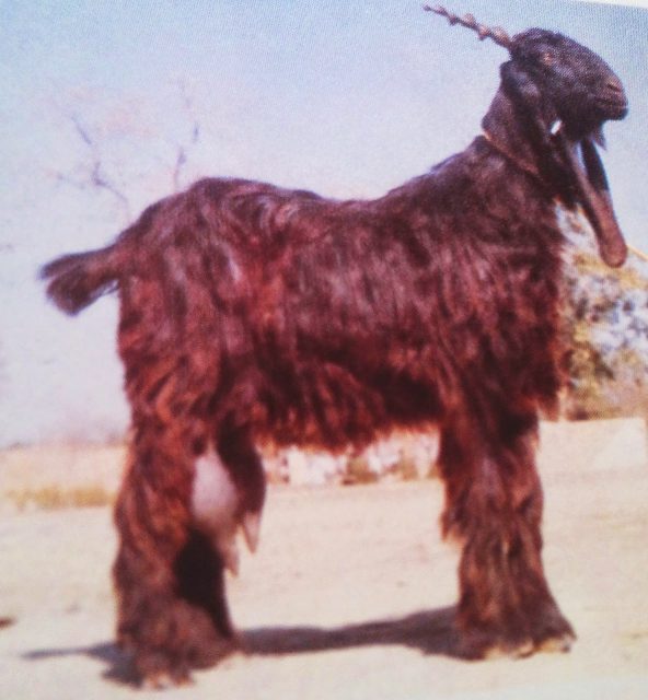 Dera Din Panah goat