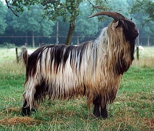 Dutch Landrace goat