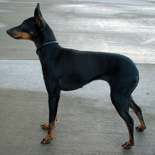 English Toy Terrier (Black & Tan)