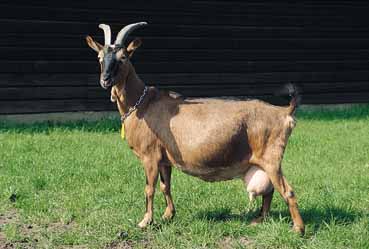 Erzgebirge goat
