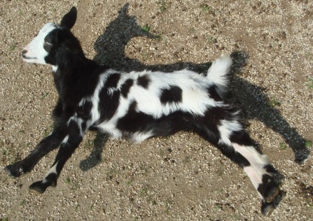 Fainting goat