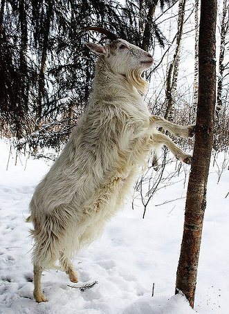 Finnish Landrace goat