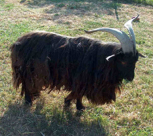 Garganica goats