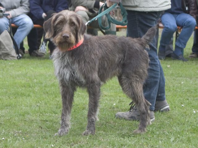 German Rough-haired Pointing Dog