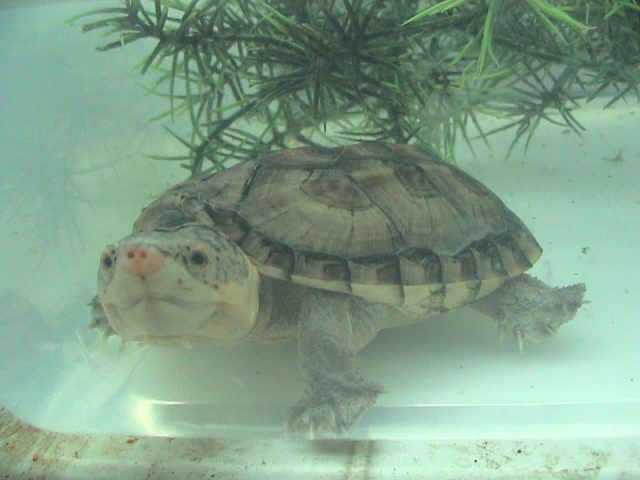 Giant Mexican Musk Turtle