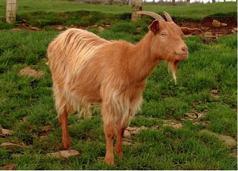 Golden Guernsey goats