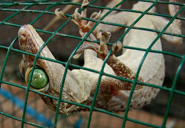 Green-Eyed Gecko
