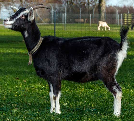 Grisons Striped goat