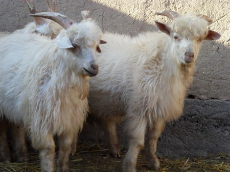 Hexi Cashmere goats