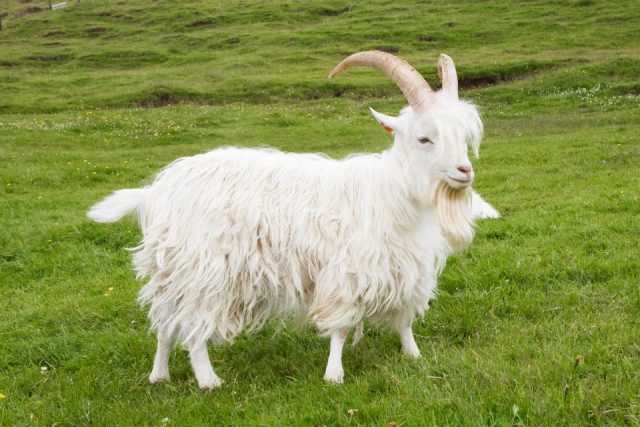 Icelandic goat