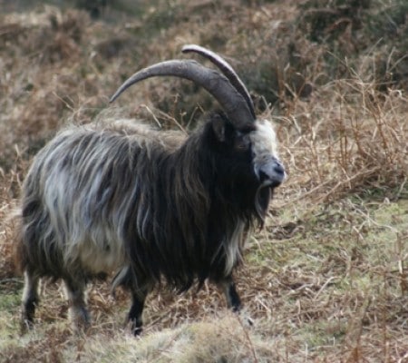 Irish goat