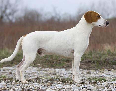 Istrian Shorthaired Hound