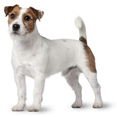 Puddin sales jack russell