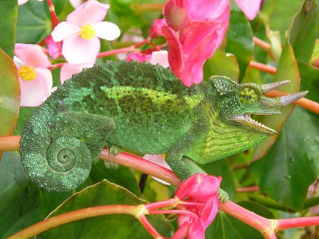 Jackson’s Chameleon