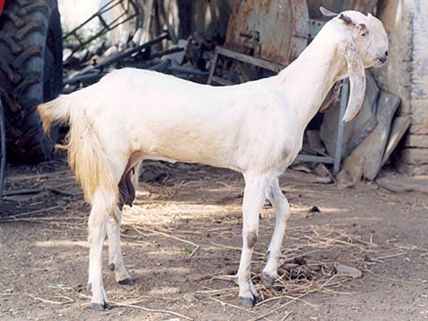 Jamnapari goat