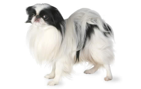 Japanese Chin