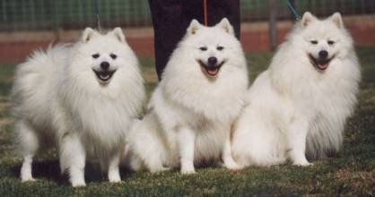 Japanese Spitz