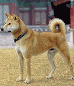 Jindo