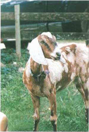 Kaghani goat
