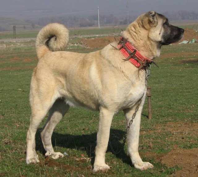 Kangal Dog