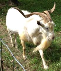 Kiko goat