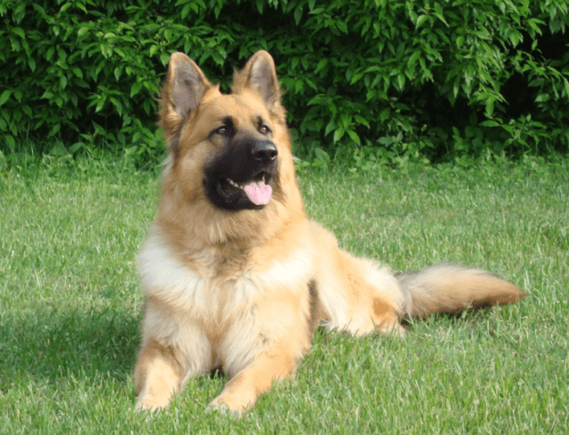 King Shepherd