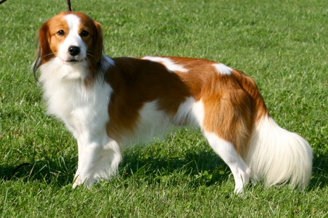 Kooikerhondje