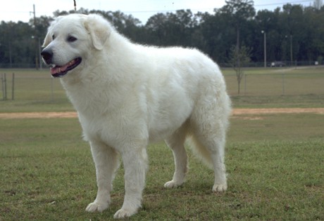 Kuvasz